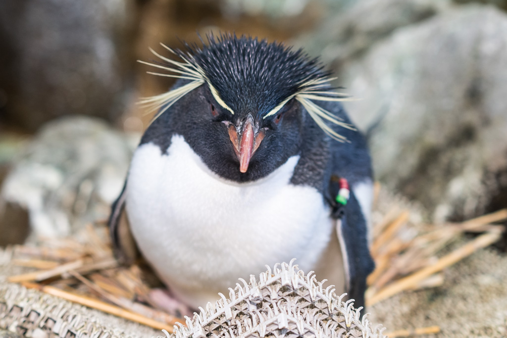 ぐうかわ 上野のパンダだけじゃない 海遊館に爆誕したイワトビペンギンの赤ちゃんを見てきた 世界初かも Ameba News アメーバニュース