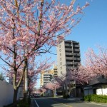 3月21日16時頃撮影。東区のHPによると、この寒桜の並木道は、1961年に「名古屋で一番早く咲く桜を植えていただきたい」という地域の要望から植えられたもののようです。