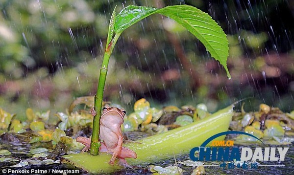 傘をさした蛙が発見される ガジェット通信 Getnews