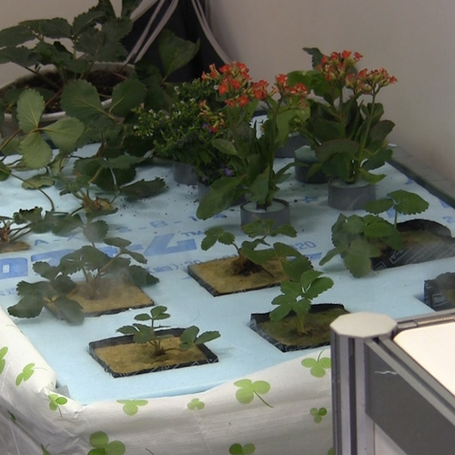 1/10の水で植物を3倍早く収穫 電子霧化水耕栽培システム (有)マジマ研究所