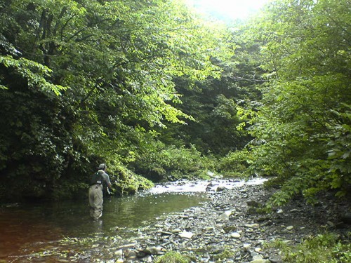 秋田の渓流にてフライフィッシングを楽しむ