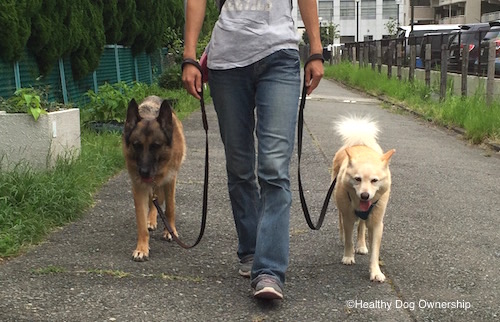 犬の散歩 リードの Jシェイプ が意味するもの ガジェット通信 Getnews