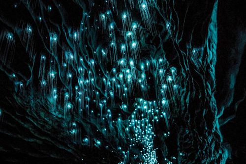 Waitomo Glowworm Caves 1516 NZ Glowworm Glow Long View