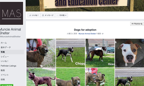 Dogs for adoption Muncie Animal Shelter (https://www.facebook.com/MuncieAnimalShelter/photos/?tab=album&album_id=887578794657874)