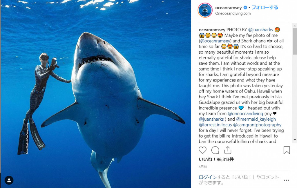 ハワイで世界最大級のサメが見つかる これ見てもサメかわいいとか言えるの 記事詳細 Infoseekニュース