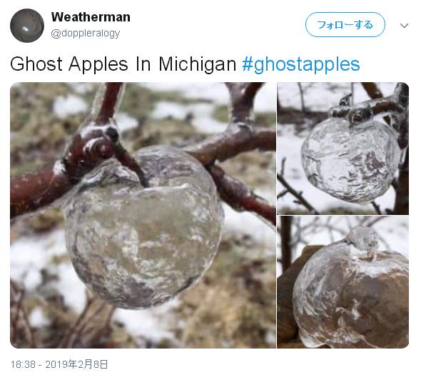 アメリカを襲った大寒波の副産物 リンゴ農園で発見された ゴーストアップル が話題 ガジェット通信 Getnews