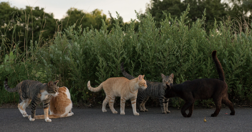 不思議な世界に迷い込んだみたい 人気猫写真家と3名の作家がタッグを組んだ ヒミツのヒミツの猫集会 ガジェット通信 Getnews