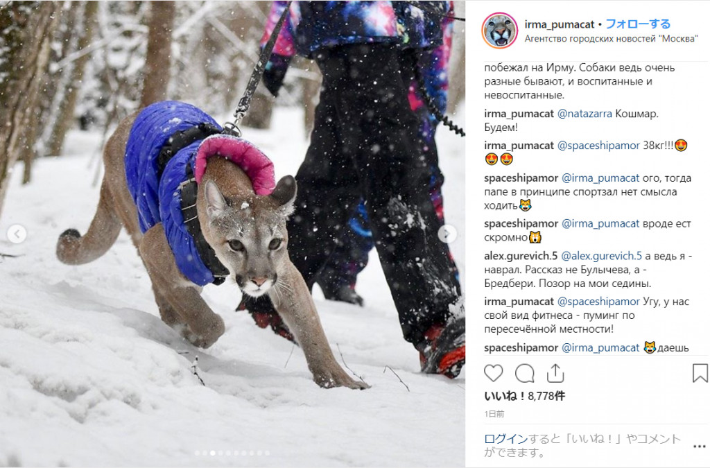 一方ロシアは モスクワではダウンジャケットを着たペットのピューマが公園を散歩しています ガジェット通信 Getnews