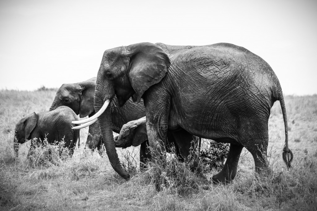 adventure-africa-african-elephants-861321.jpg