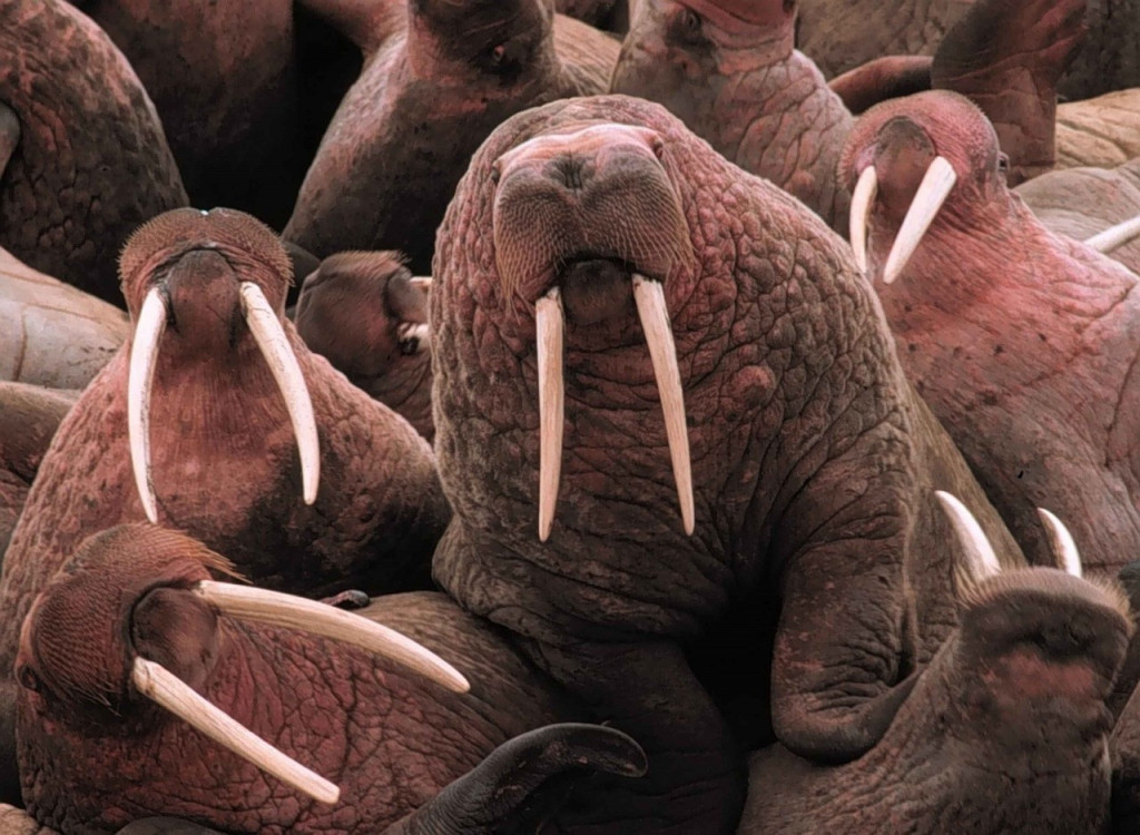 walruses1.jpg