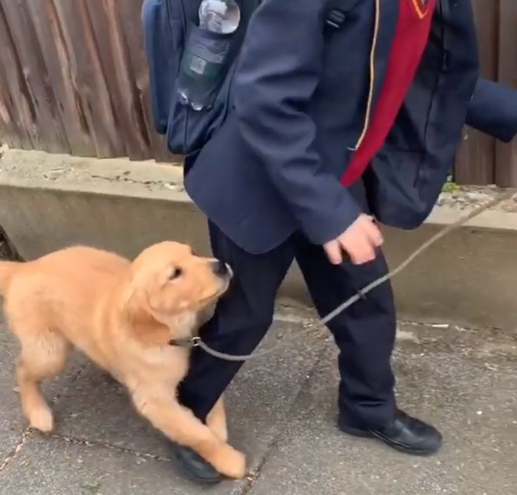 学校に行かないで 少年にしがみつくレトリバーの子犬がかわいい ガジェット通信 Getnews