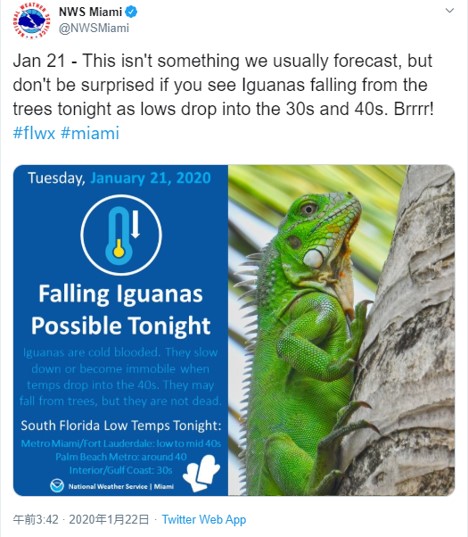 冷え込みでイグアナが降ってくるかも マイアミで異例の天気予報 記事詳細 Infoseekニュース