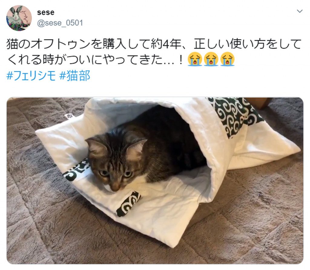 愛猫のために購入した 猫用布団 約4年の歳月を経てついに 感動的瞬間が話題 連載jp