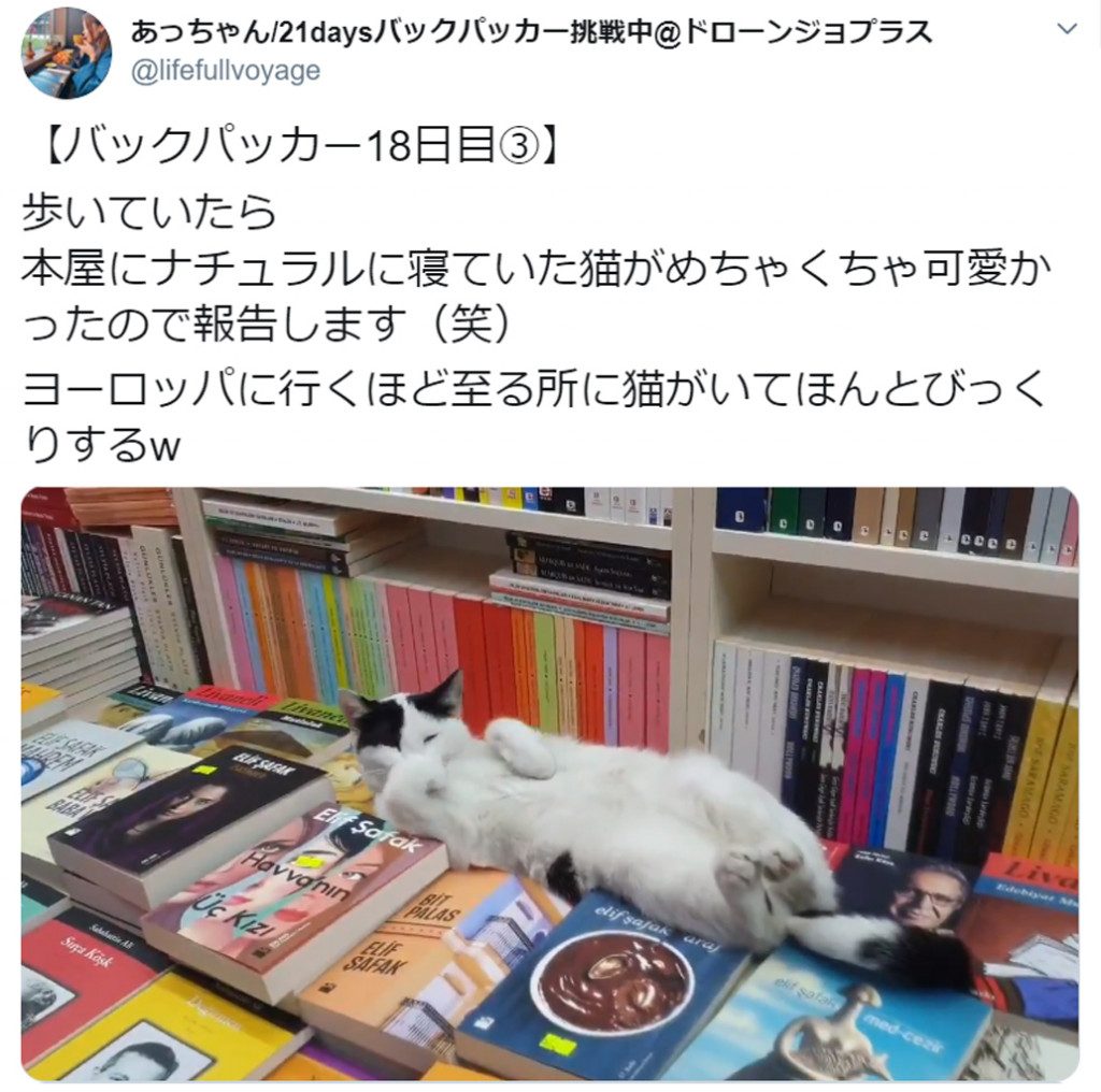 書棚の上で猫がぐっすり トルコの本屋で見つけた癒やしの光景がtwitterで話題に 連載jp