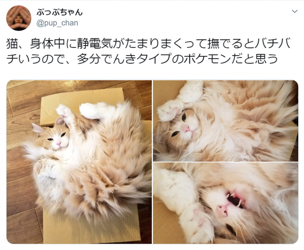 でんきタイプのポケモン 美猫写真にネット大反響 ニャンダース ニャンパチ との声 連載jp