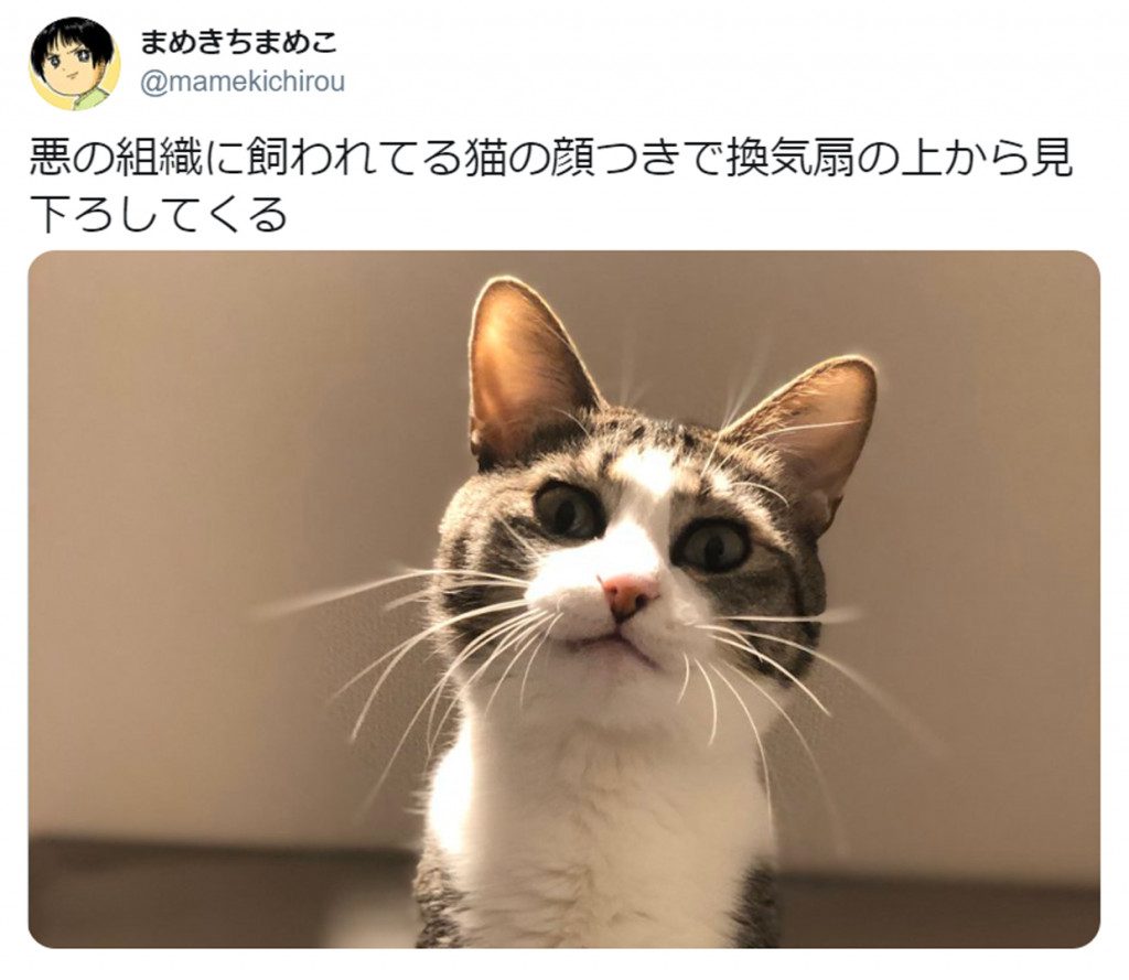 ニャンという迫力 悪の組織に飼われてる猫の顔つき で見下ろす猫がtwitterで話題 ガジェット通信 Getnews