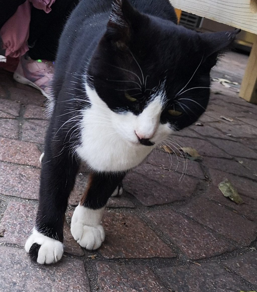 靴下に穴が空いてるタイプの猫がTwitterで大人気 「おにぎり柄」「足袋 ...