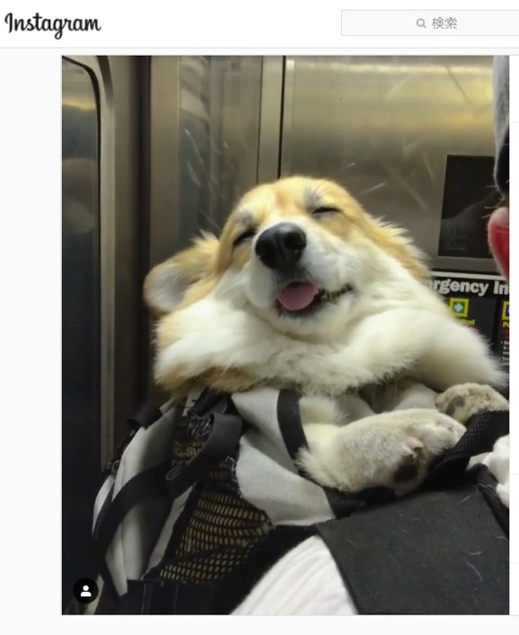 おんぶが気持ち良いのか地下鉄の揺れが気持ち良いのか Tvcm出演歴もある インフルエンサー犬 ガジェット通信 Getnews