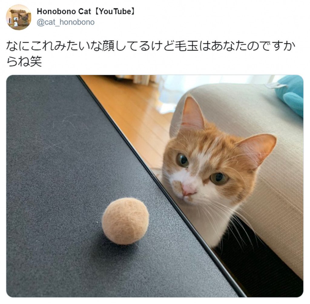 自分の“分身”を見つめる猫の表情がかわいすぎ！ 「見事なボールですね