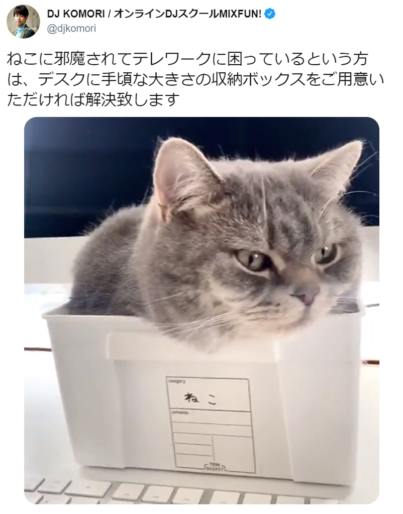 愛猫にテレワークを邪魔されている人に朗報 収納ボックスを使った解決法が話題に ガジェット通信 Getnews