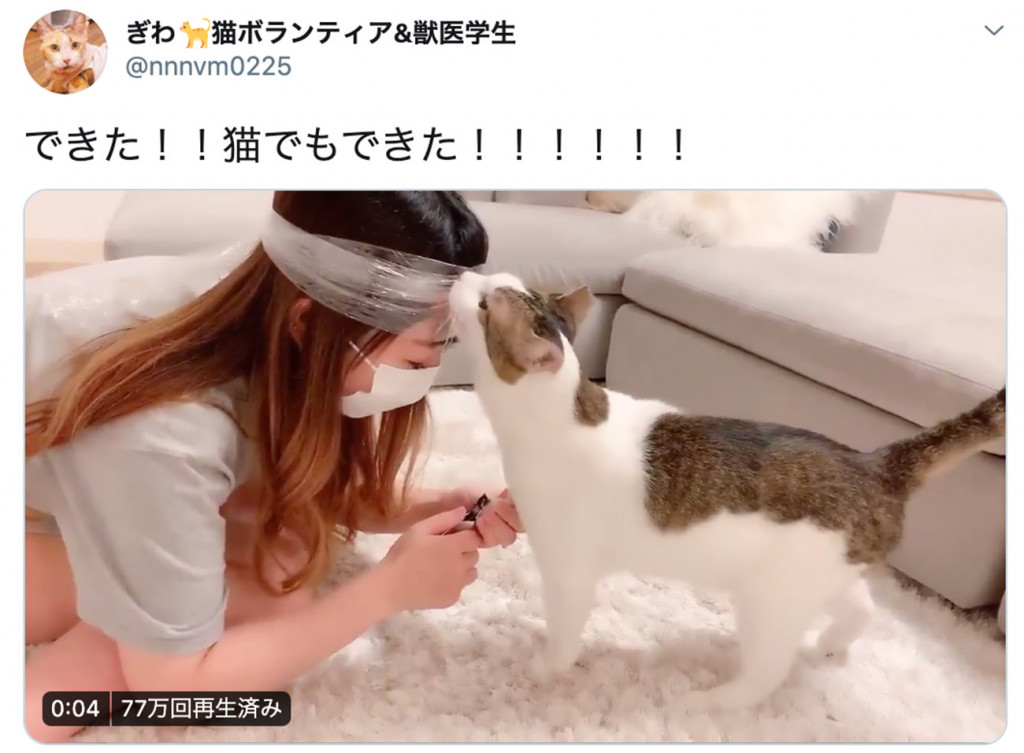 猫の爪を切っても無抵抗 簡単に爪切りする方法が発明され 天才 是非とも試したい と大絶賛の嵐 連載jp