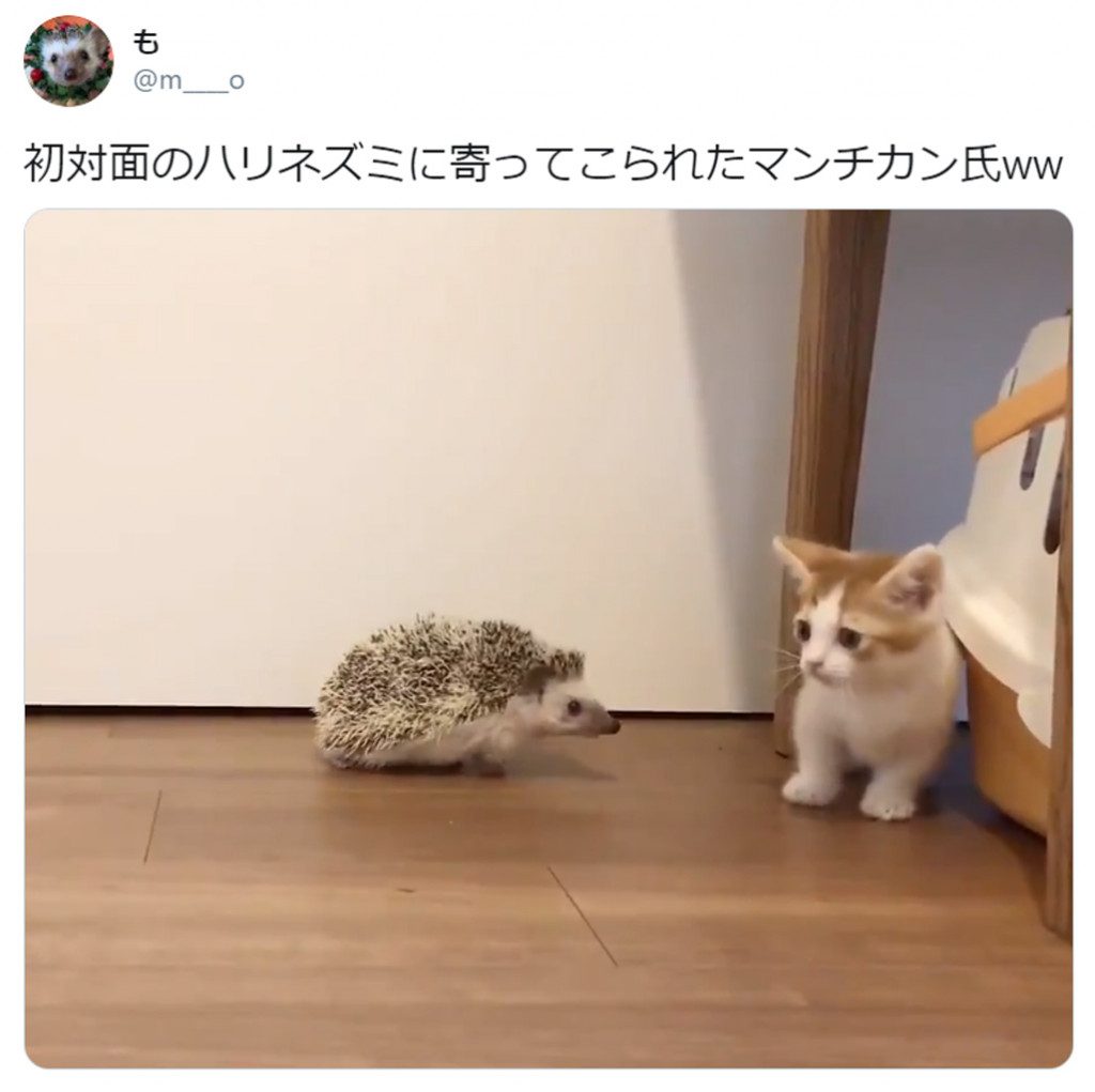 マンチカンの子猫とハリネズミが初対面 反応がtwitterで大人気 どっちも可愛いたまらん 連載jp