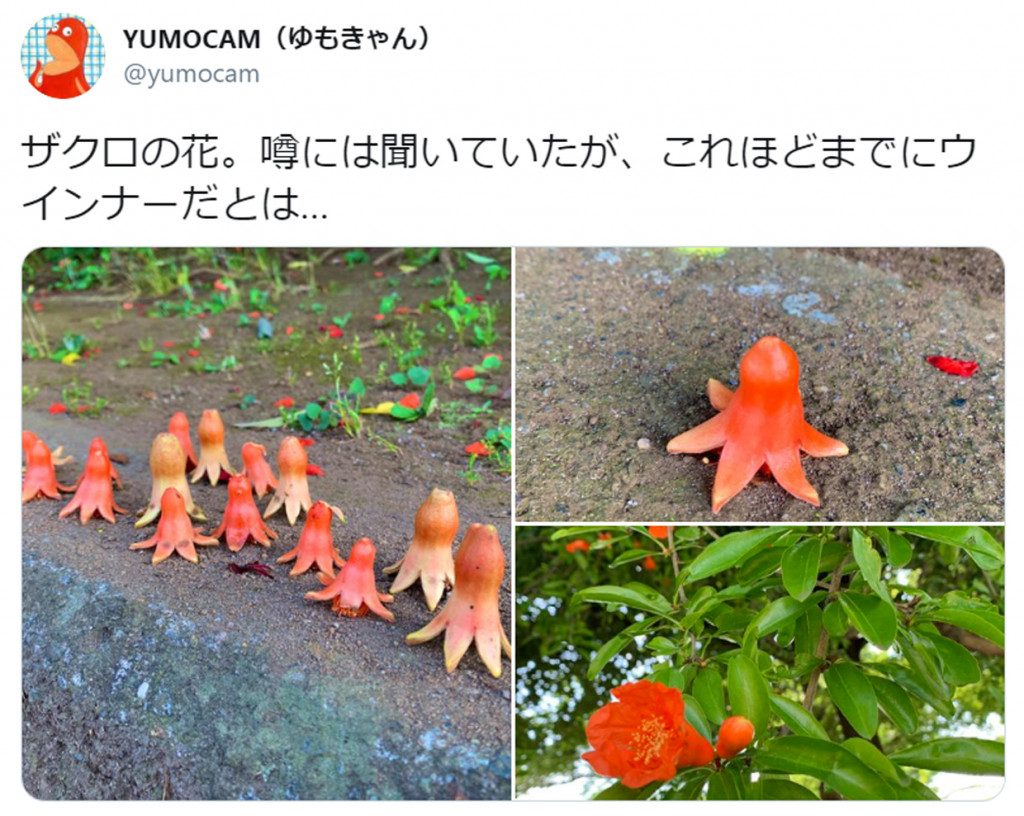 野生のたこさんウインナーの大群 ウインナーそっくりの植物に注目集まる 連載jp