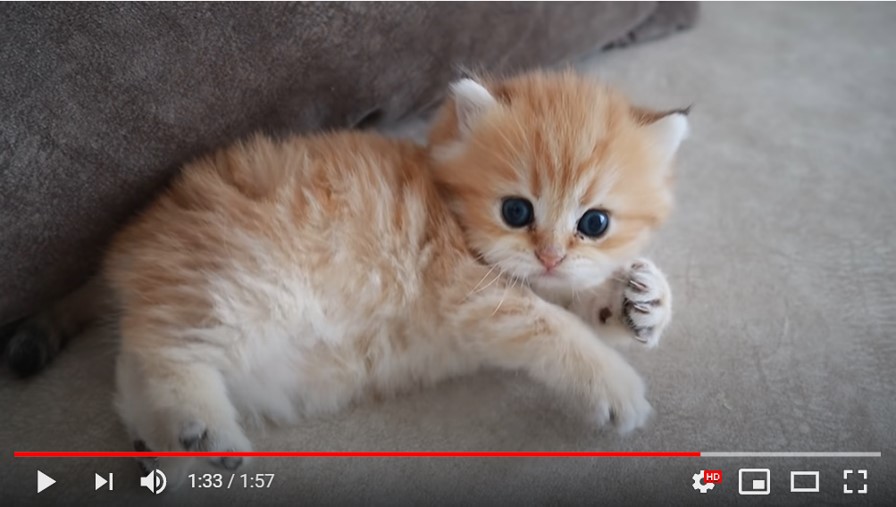 世界で最も危険な子猫 というタイトルのyoutube動画が大人気 釣りかと思ったら この可愛さは確かに危険だ 連載jp