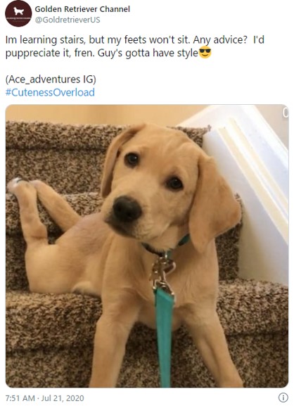 階段の段差を使った犬の変わった座り方 というツイートに多くの証拠写真が集まる ガジェット通信 Getnews