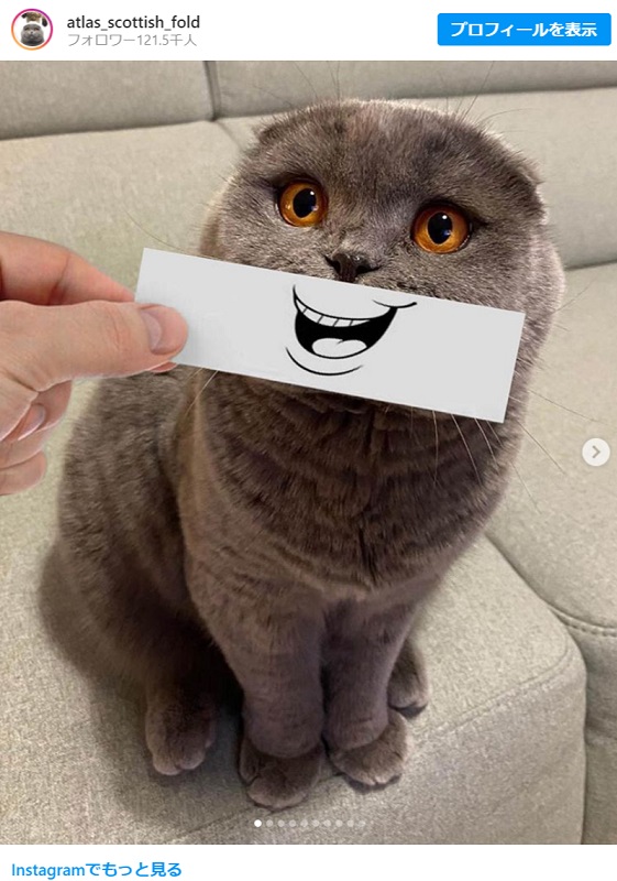 ウチの無表情なネコに表情つけてみました 絵文字にして売るべきだ こういうことが簡単にできるアプリないかな ガジェット通信 Getnews