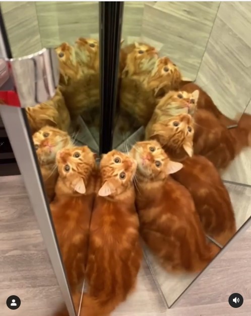 鏡を使った遊びが大好きなネコ 「ネコの万華鏡」「“全部ボクの親戚？”みたいな顔してる」 ｜ ガジェット通信 GetNews