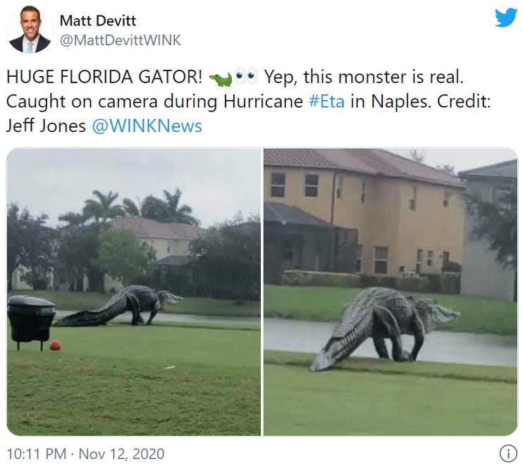フロリダで目撃された巨大すぎるワニが話題に 完全に恐竜 年々フロリダがジュラシックパークみたいになっていく ガジェット通信 Getnews