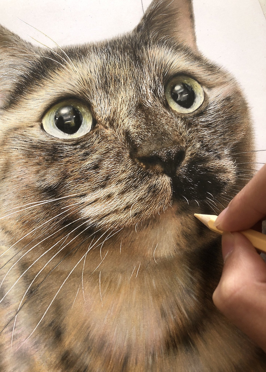 かわいすぎる猫の写真かと思いきや 実はこれ色鉛筆で描いたイラストなんです ニフティニュース