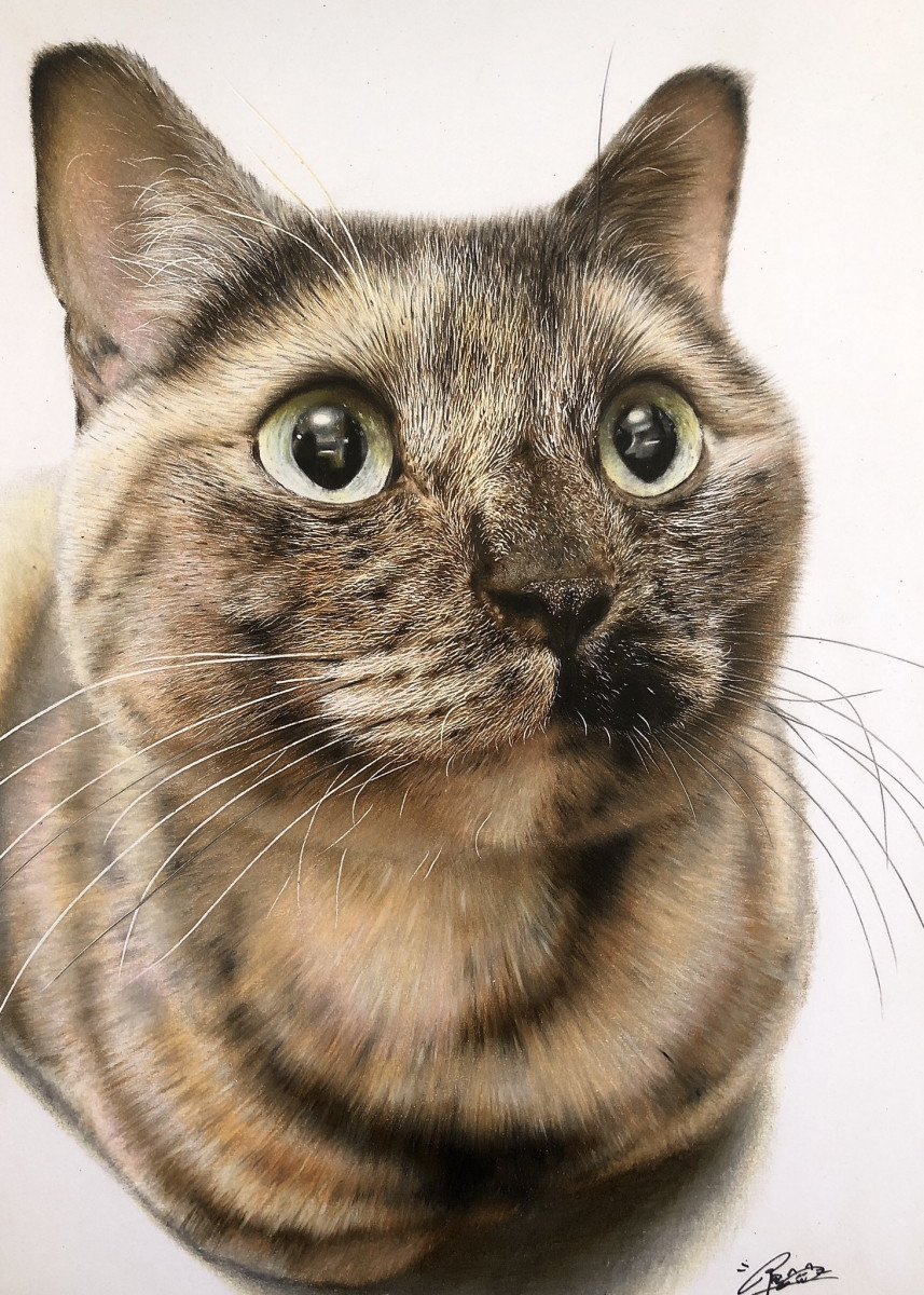 猫の絵 キジトラ 色鉛筆画 鉛筆画 額入り - 絵画