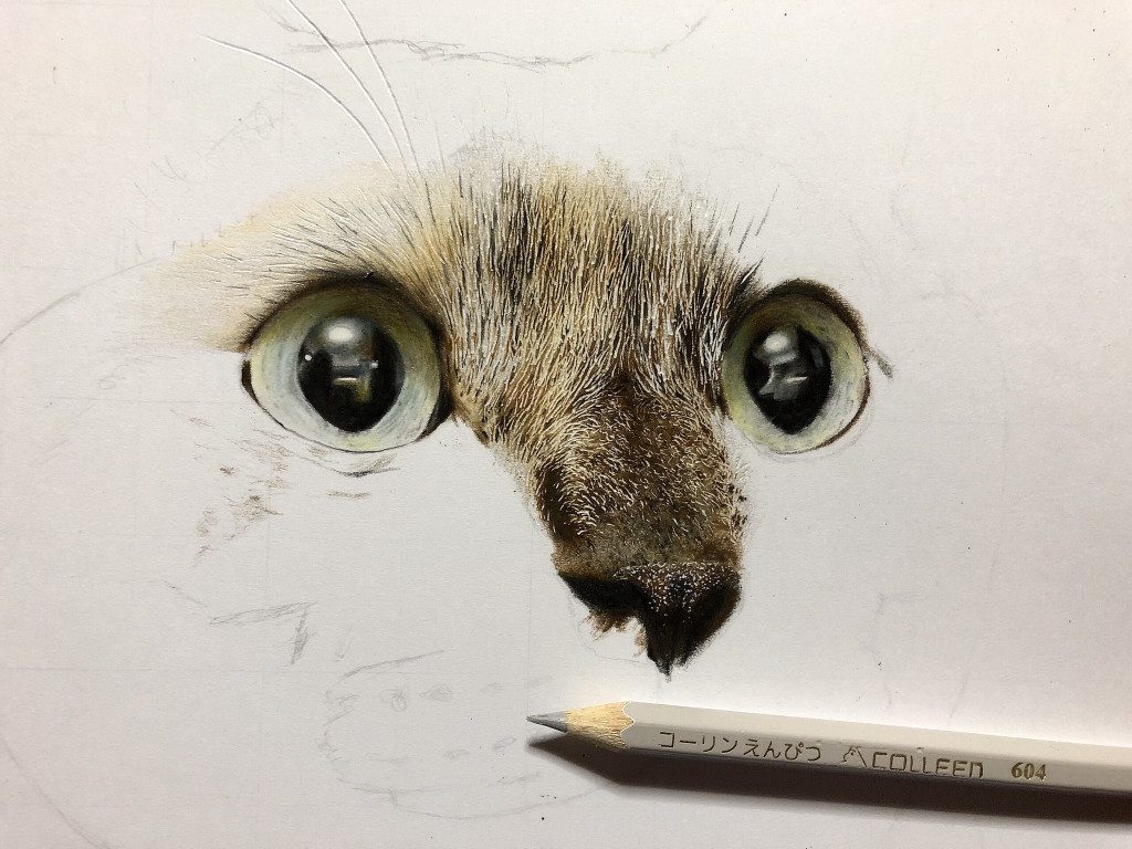 かわいすぎる猫の写真かと思いきや 実はこれ色鉛筆で描いたイラストなんです ニフティニュース