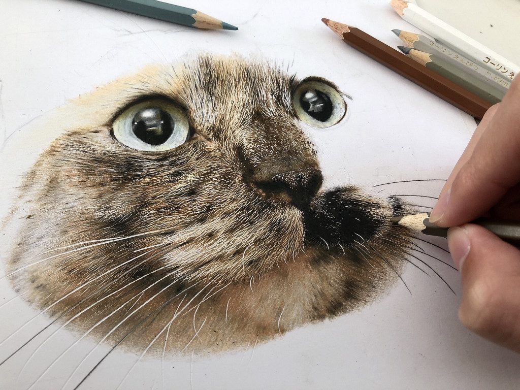 かわいすぎる猫の写真かと思いきや 実はこれ色鉛筆で描いたイラストなんです ガジェット通信 Getnews