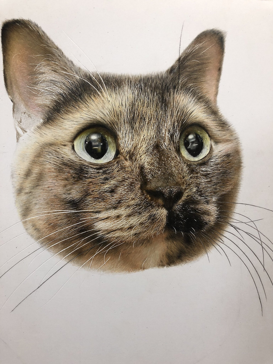 かわいすぎる猫の写真かと思いきや 実はこれ色鉛筆で描いたイラストなんです 連載jp