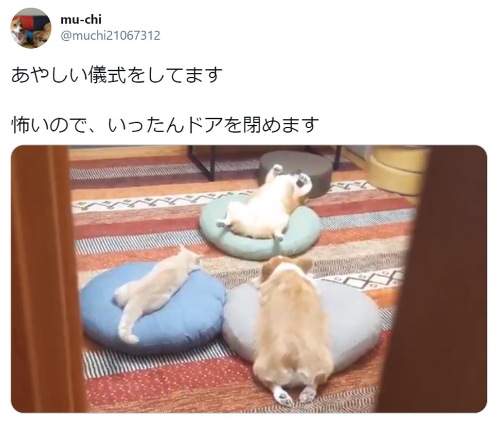 あやしい儀式をする犬猫3匹組の動画に大爆笑 へそ天教 参加してみたい の声 ガジェット通信 Getnews