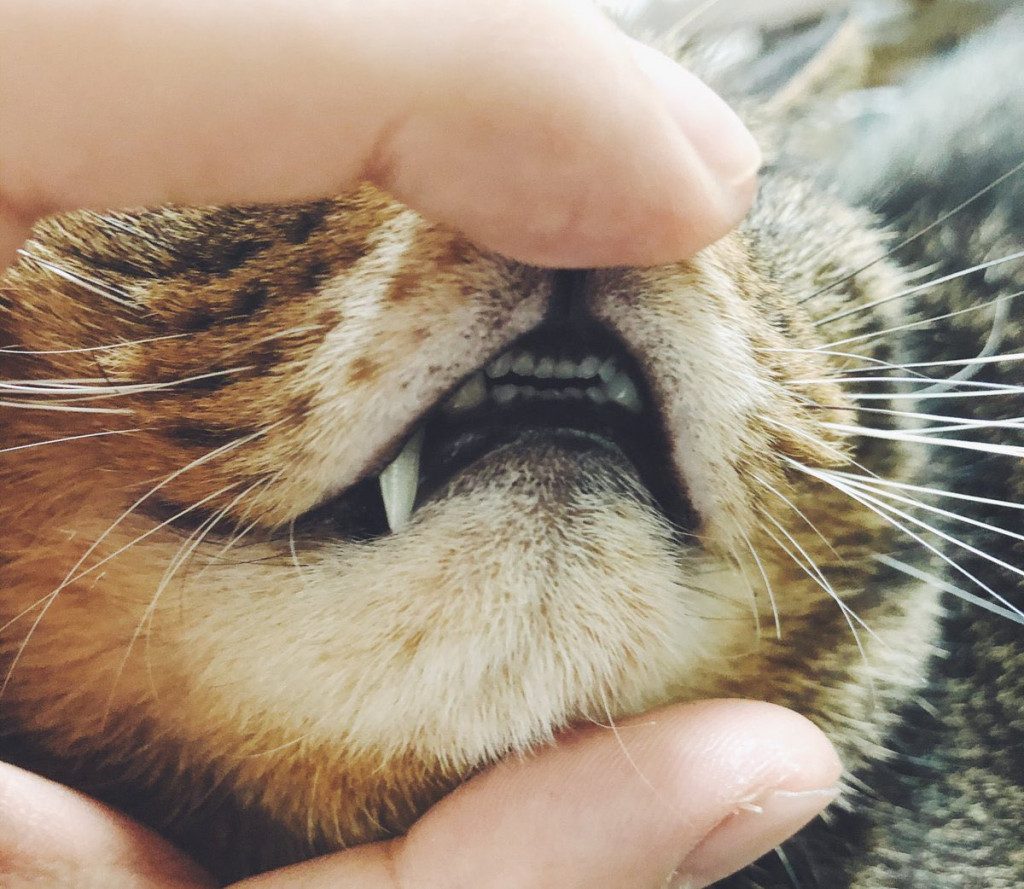 猫の小さな 前歯 は何のためにある かわいいだけじゃない意外な役割が話題に ガジェット通信 Getnews