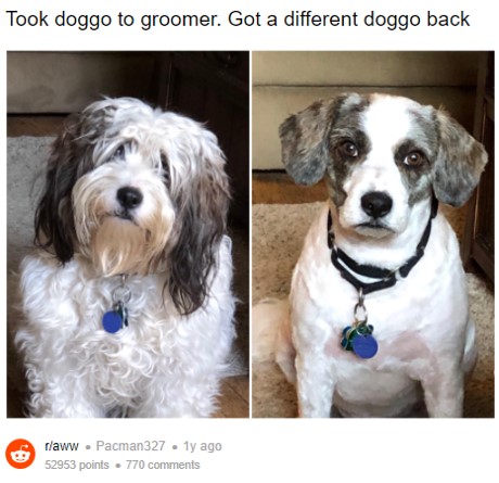 groomdoggo00.jpg