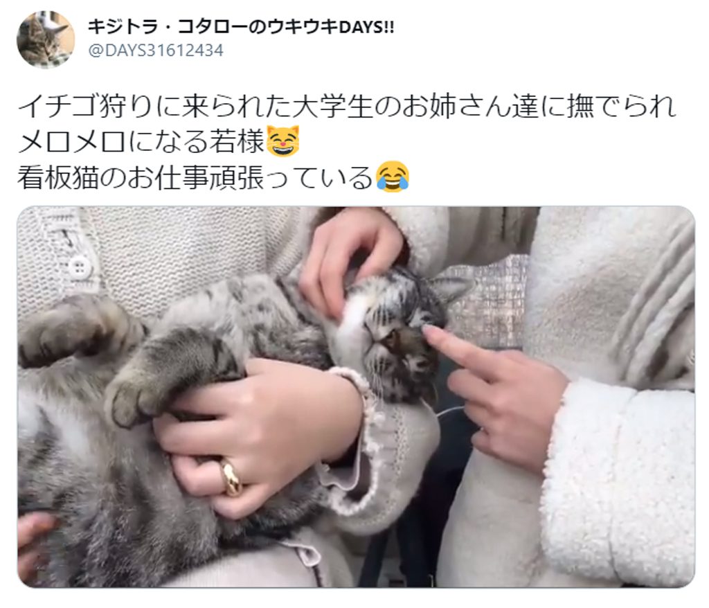 大学生のお姉さんたちに撫でられメロメロ とろける看板猫の動画が癒やし度1 ガジェット通信 Getnews