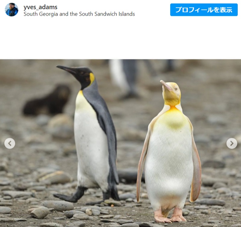 白と黄色の2色のオウサマペンギンが激写されました 文字通り 王様 人生で1枚撮れるかどうかの写真だね ガジェット通信 Getnews