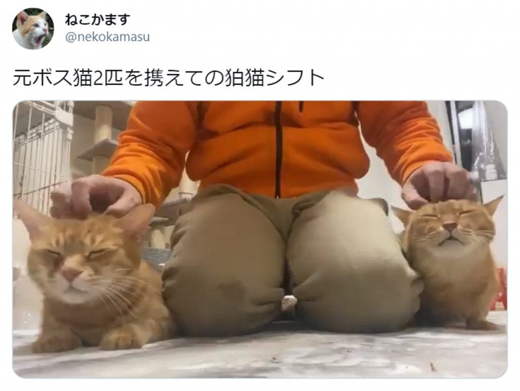 こう見えて元ボス猫 狛犬ならぬ 狛猫 スタイルで脱力する猫たちがかわいい 連載jp