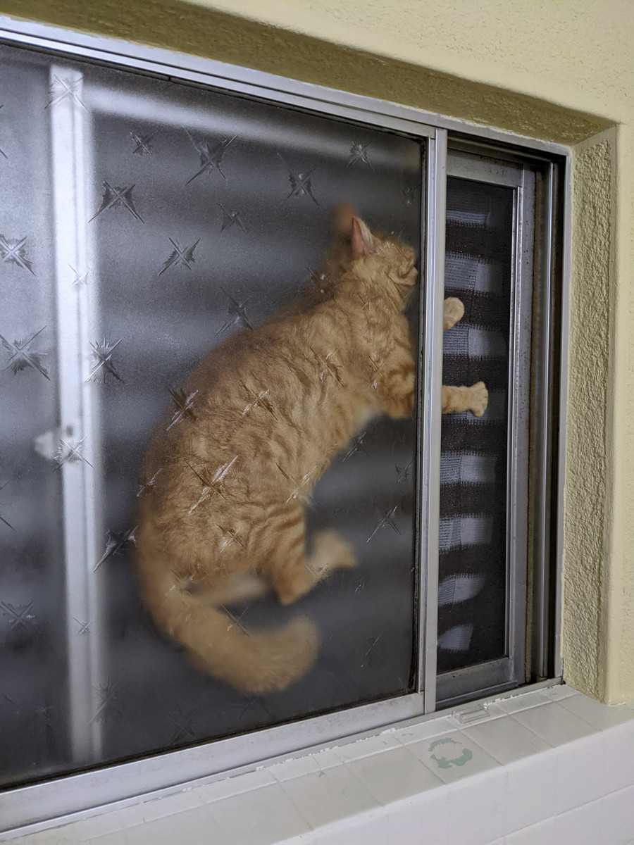 一体どうしてそんな場所に 窓の網戸の隙間に挟まる猫が大変なことになってるとtwitterで話題に ガジェット通信 Getnews