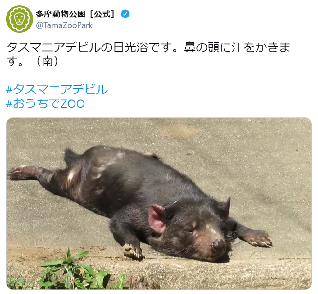 鼻の頭に汗をかきます タスマニアデビルの無防備すぎる日なたぼっこが愛らしい 連載jp 鼻の頭に汗をかきます タスマニアデビルの無防備すぎる日なたぼっこが愛らしい 連載jp