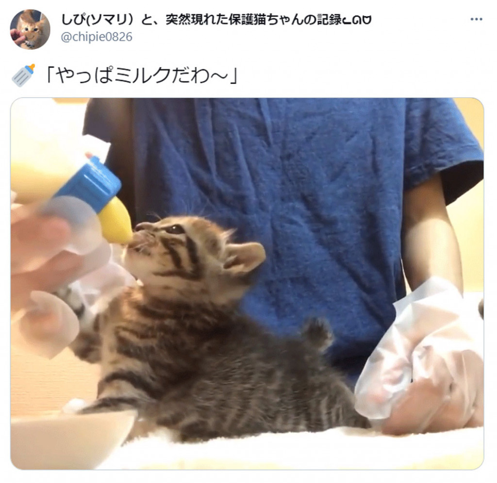 やっぱミルクだわ 赤ちゃん気分が抜けない子猫の動画がかわいすぎ 耳がぴょこぴょこ 満足そう 連載jp