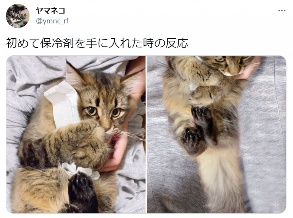 保冷剤を抱きしめる猫がかわいすぎ こんな風に抱きしめられたい 保冷剤になりたい の声 ガジェット通信 Getnews