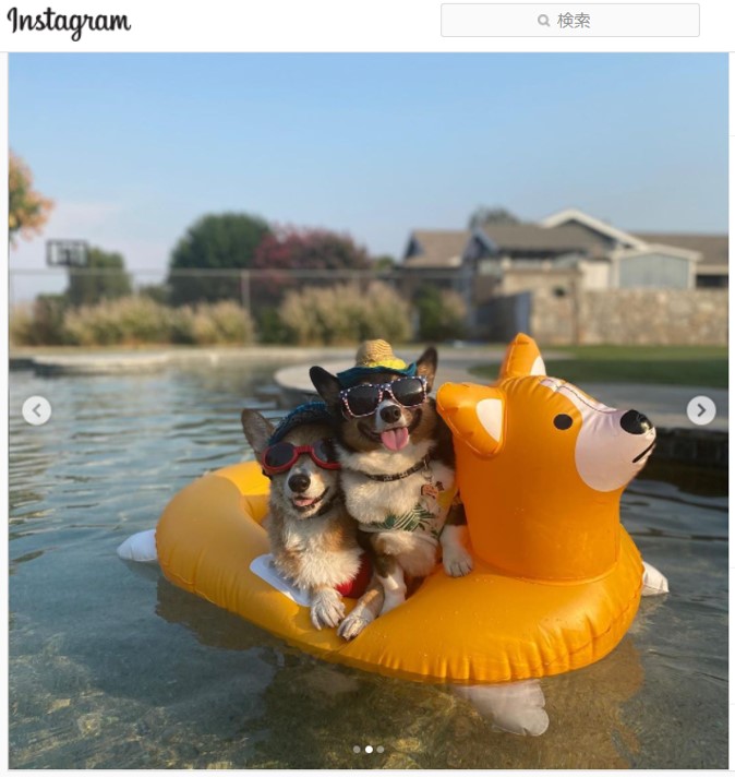 コーギーの形をした犬用の浮き輪でくつろぐコーギー 連載jp