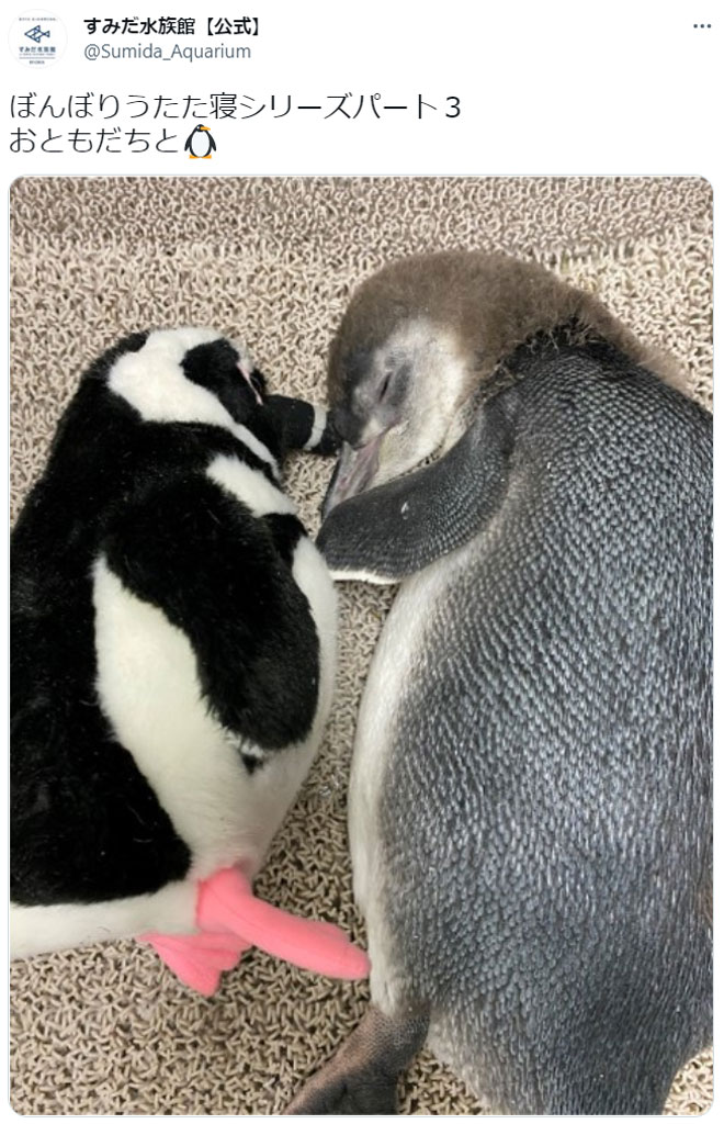 どっちが本物 ぬいぐるみと添い寝する赤ちゃんペンギンに11万超いいね 幸せそう 尊すぎる ガジェット通信 Getnews