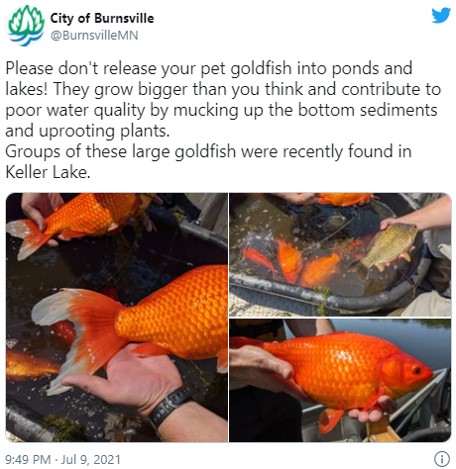 米ミネソタ州の湖で捕獲された巨大金魚 プラスサイズ金魚 フィッシュ チップスには出来ないの ガジェット通信 Getnews